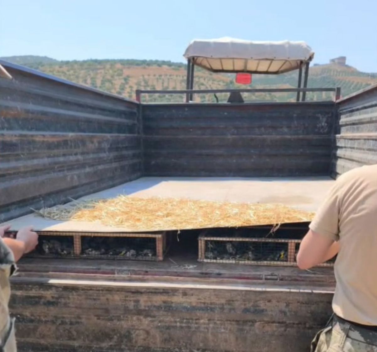 Hatay'da 2 bin 114 saka kuşu ele geçirildi: 19 milyon TL ceza
