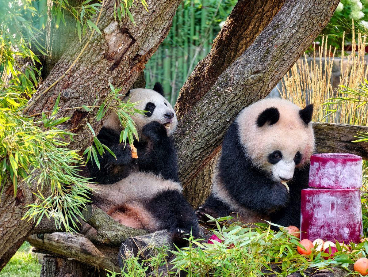 Berlin'deki dev panda ikizleri Leni ve Lotti ikinci yaş günlerini kutladı
