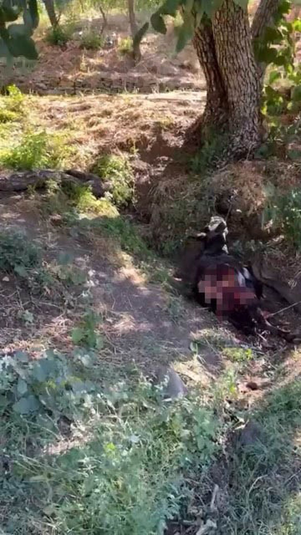 Siirt'te Kurda Bağlı Eşek Telef Oldu