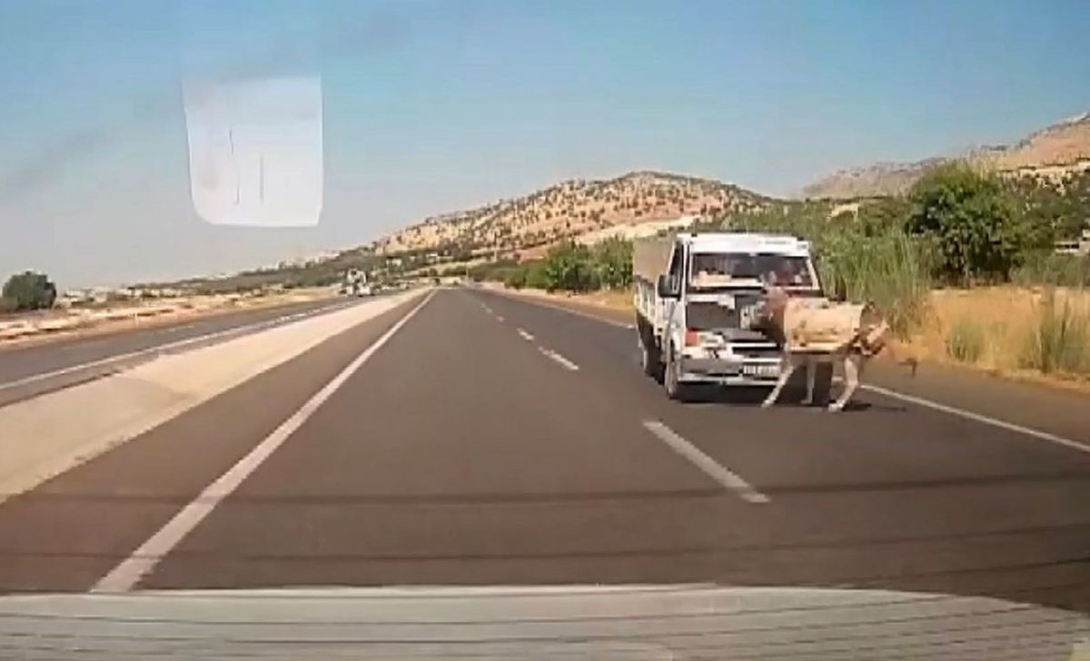 Kamyonet Eşeğe Çarptı: Kaza Anı Kamerada