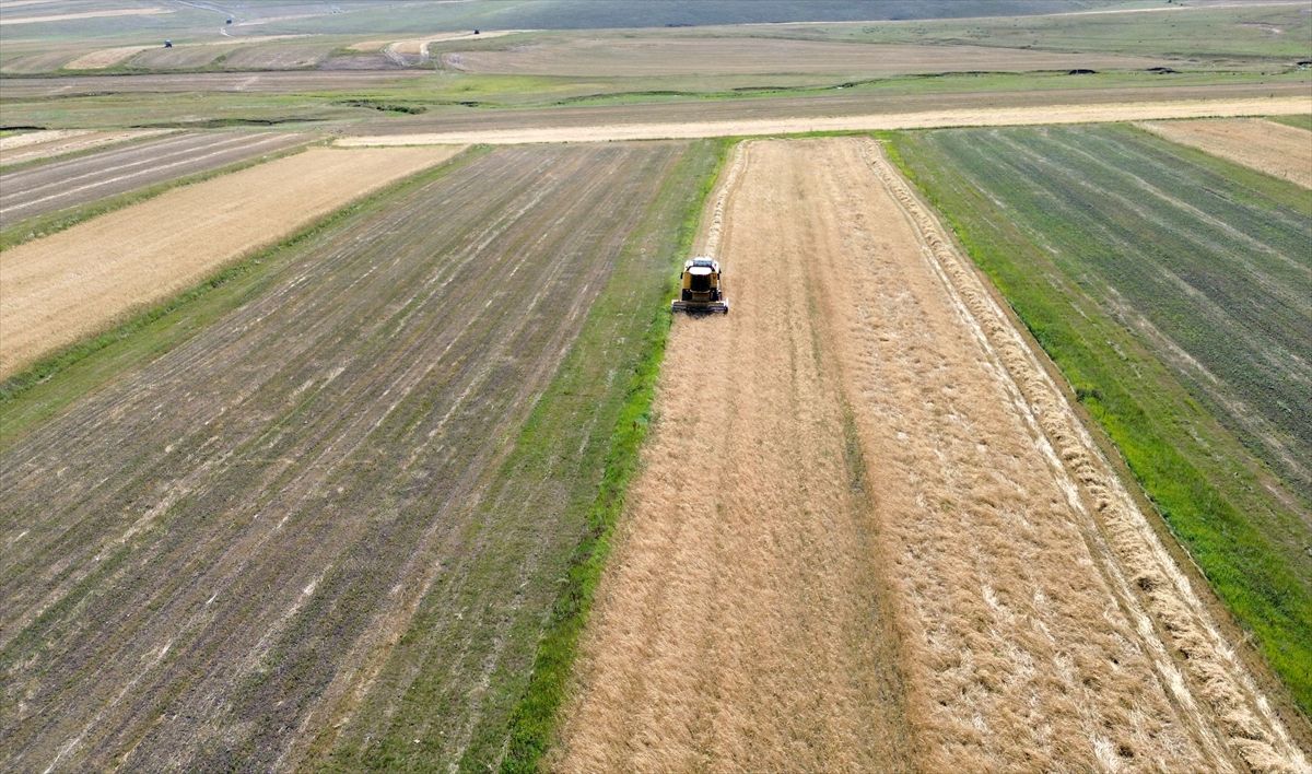 Sarıkamış’ta Arpa Hasadı Başladı: Rekolte Yüzde 60 Arttı