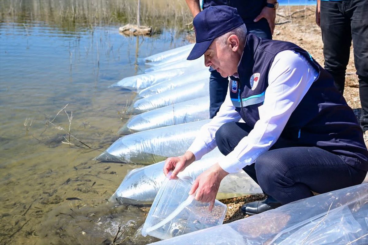 Kırklareli Barajı'na 450 Bin Sazan Yavrusu Salındı