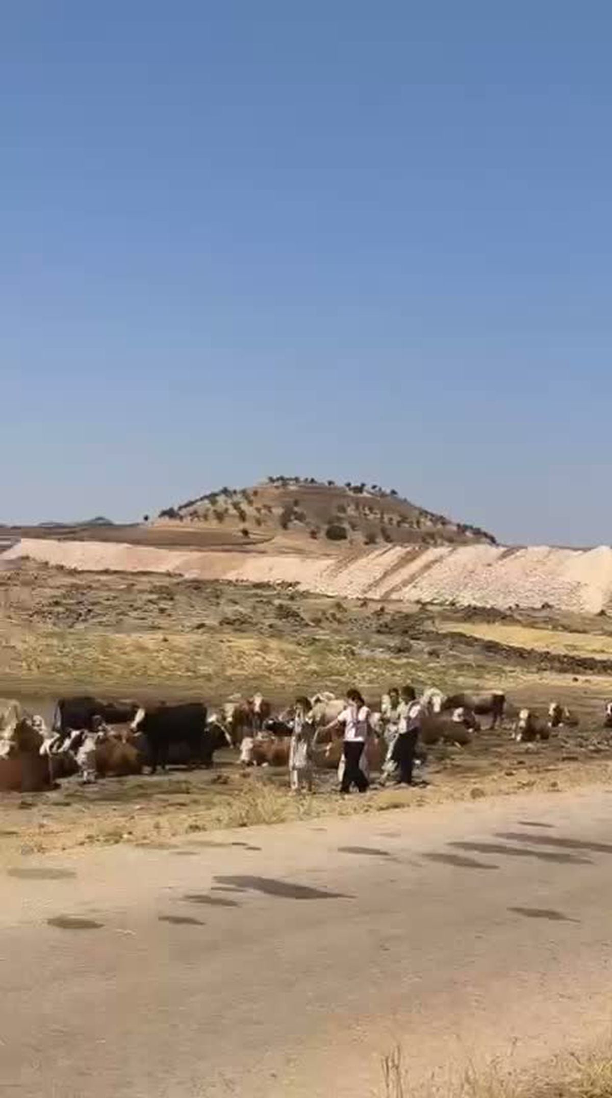 Balpınar'da GES Direnişi: 'Son Mera da Elimizden Giderse Hayvancılık Biter'