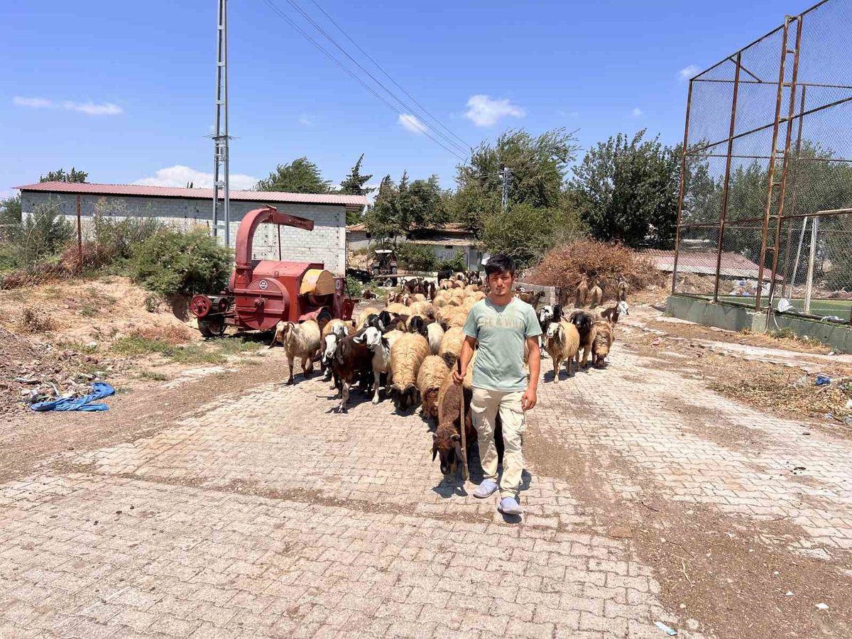 Hatay'da Suriyeli Çobanın Zorlu Yaşam Mücadelesi