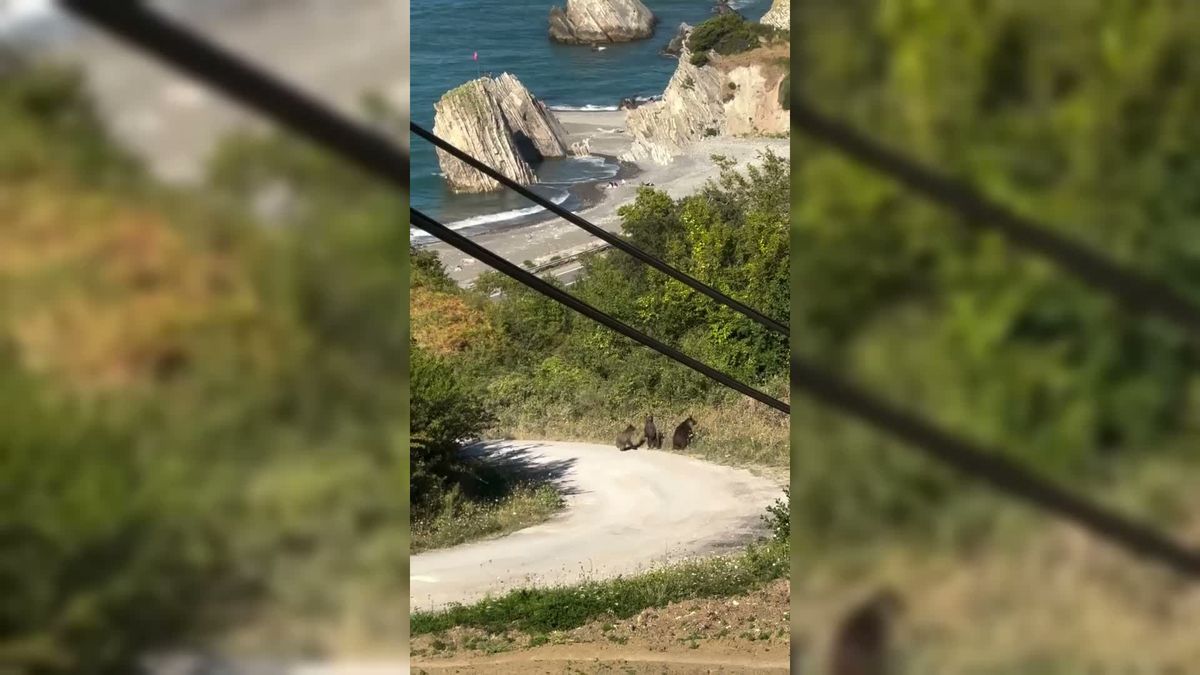 Sinop'ta Anne Ayı ve Yavruları Yiyecek Ararken Görüntülendi