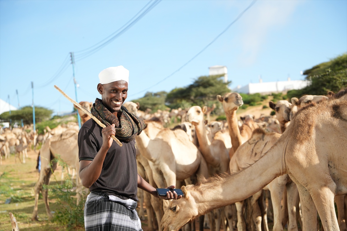 Somali'de Mevlid-i Nebi için 1538 deve kurban edilecek