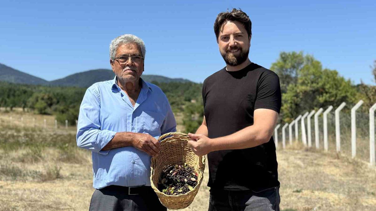 Safranbolu'da Aronya Hasadı Başladı: İlk Ürün Markalaşıyor