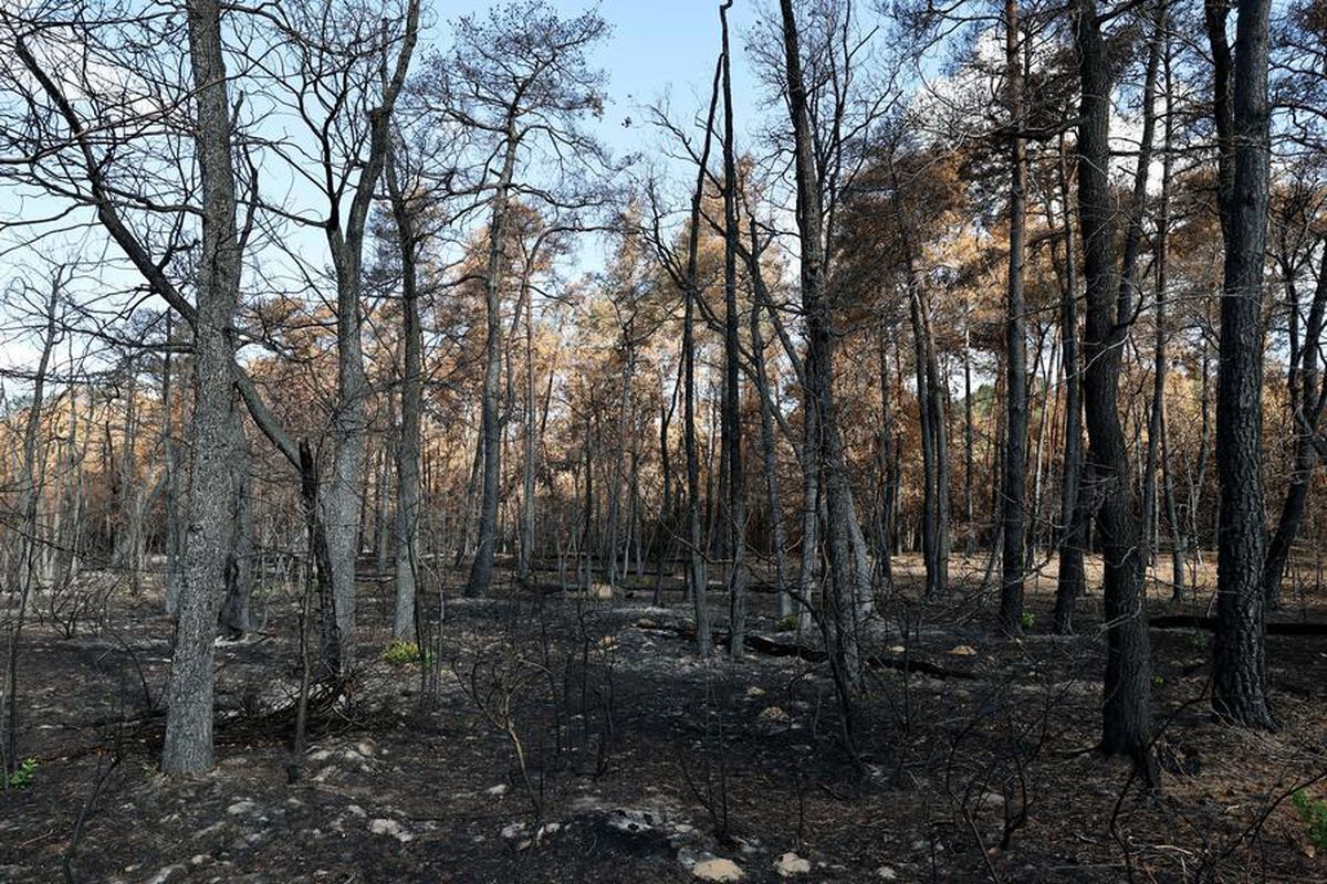 Fontainebleau Ormanı'nda Büyük Yangın