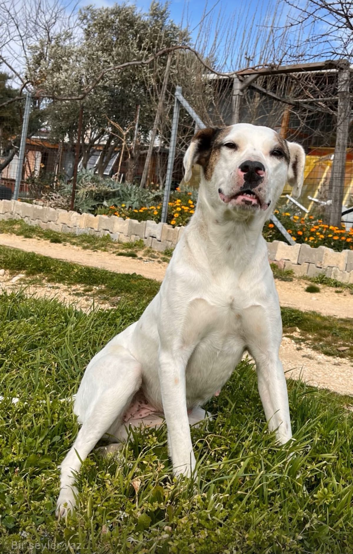 Keşan'da 'Sütlaç' isimli köpeğin öldürülmesine suç duyurusu