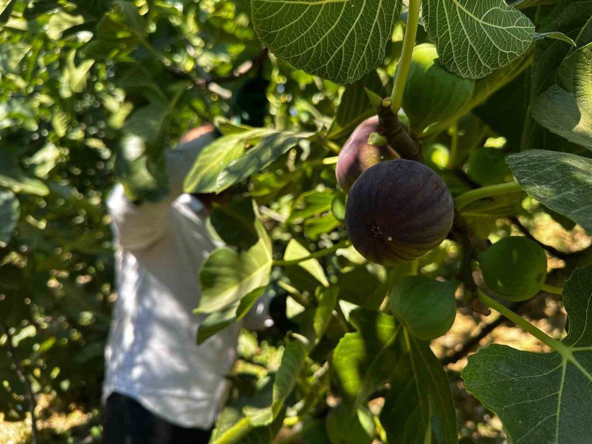 Bursa Siyahı İncirinde Hasat Başladı, Fiyatlar Üreticiyi Kaygılandırdı