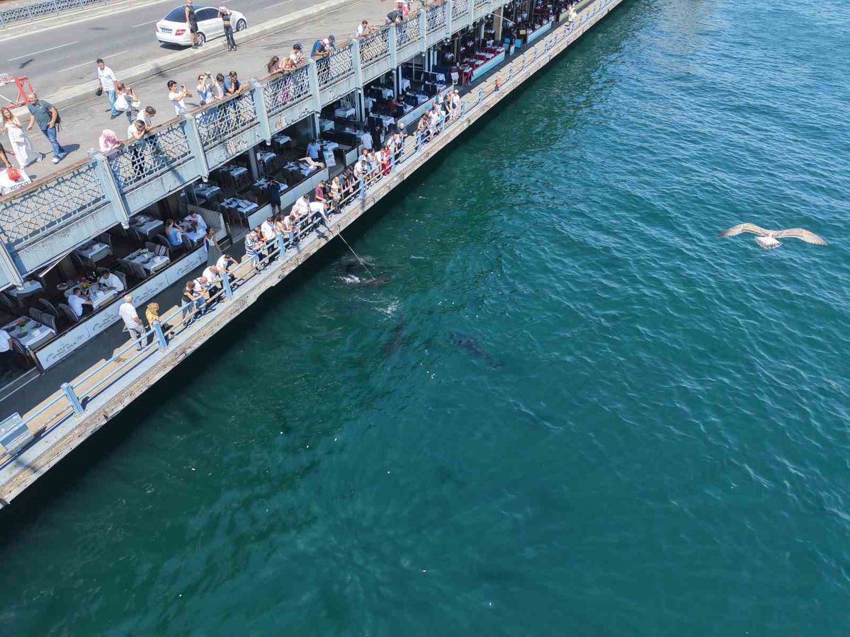 Eminönü'nde Tarihi An: Dev Orkinos Sürüleri Kıyıda Görüntülendi