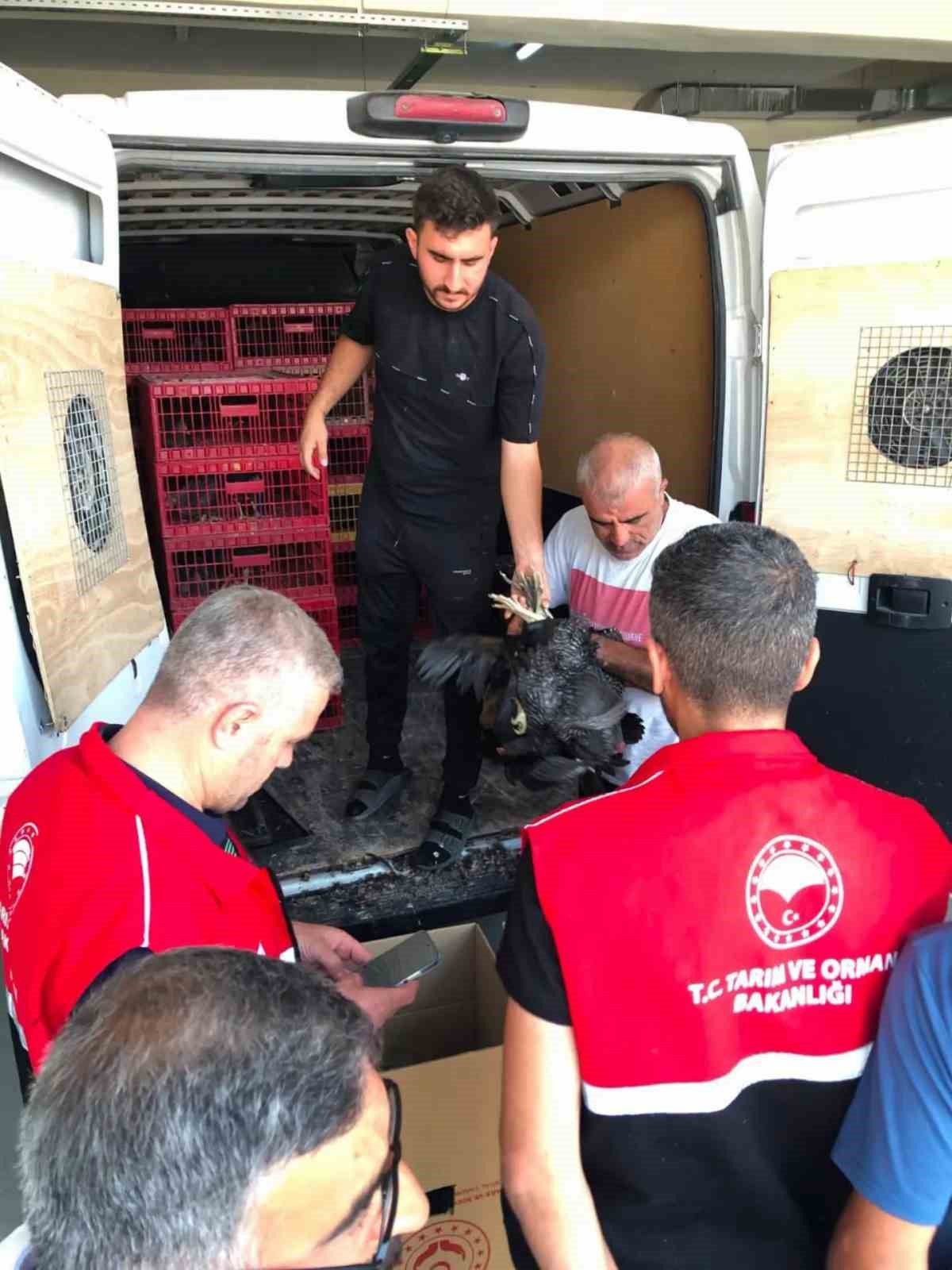 Adıyaman'da 20 aileye 440 kümes hayvanı