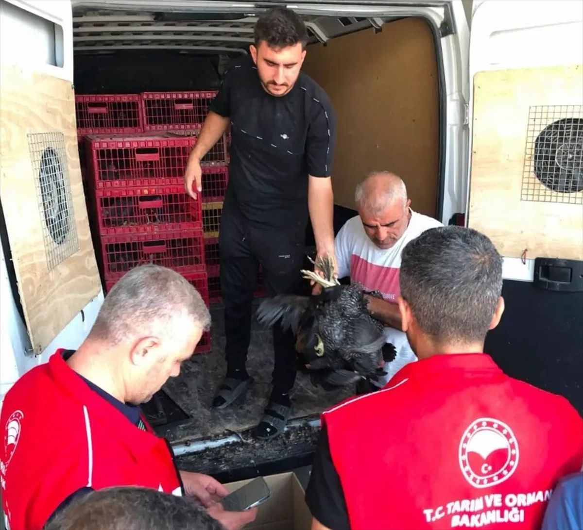 Adıyaman'da 20 aileye kümes hayvanı dağıtıldı