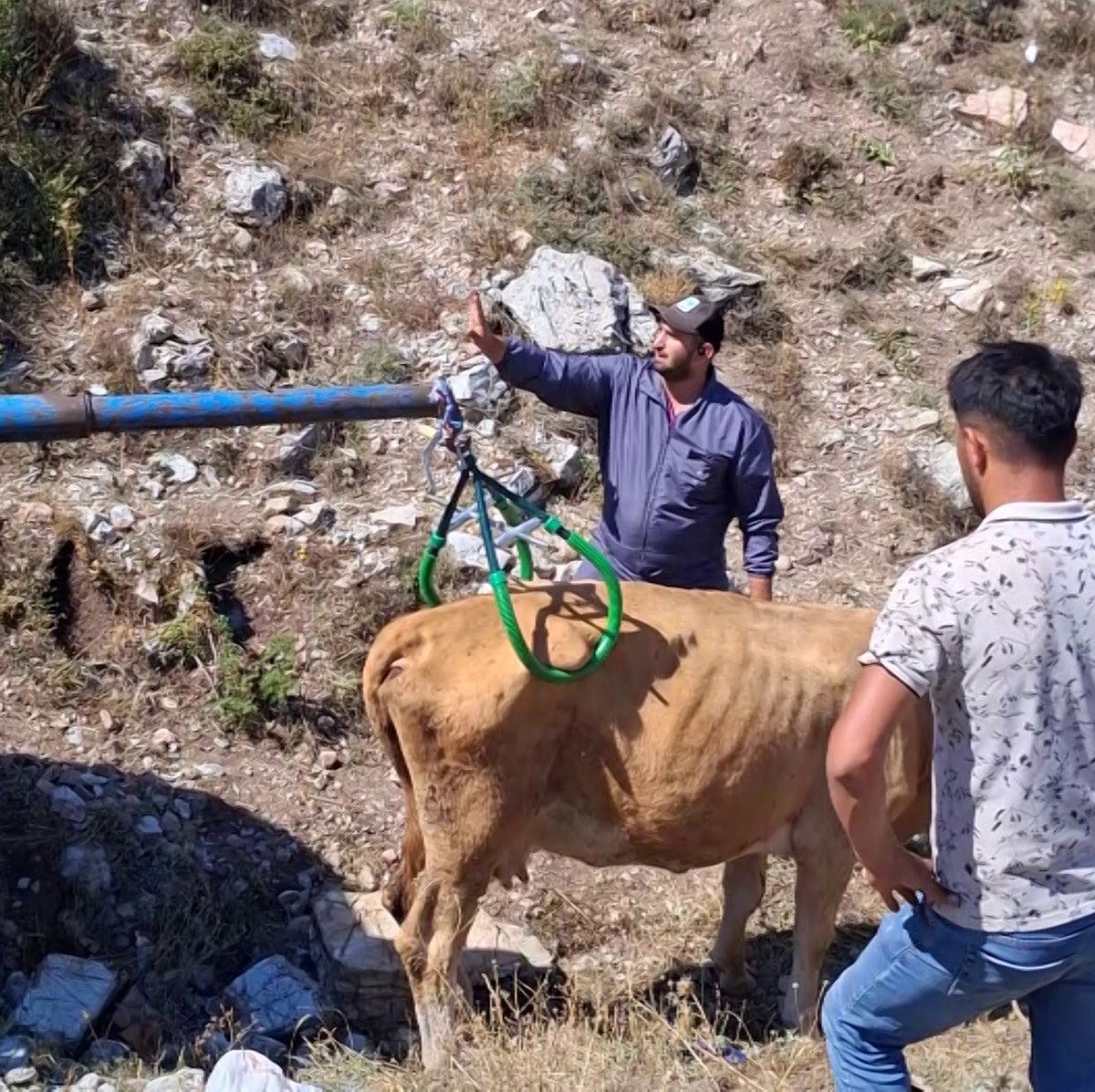 Sivas’ta gebe inek çukurdan vinçle kurtarıldı