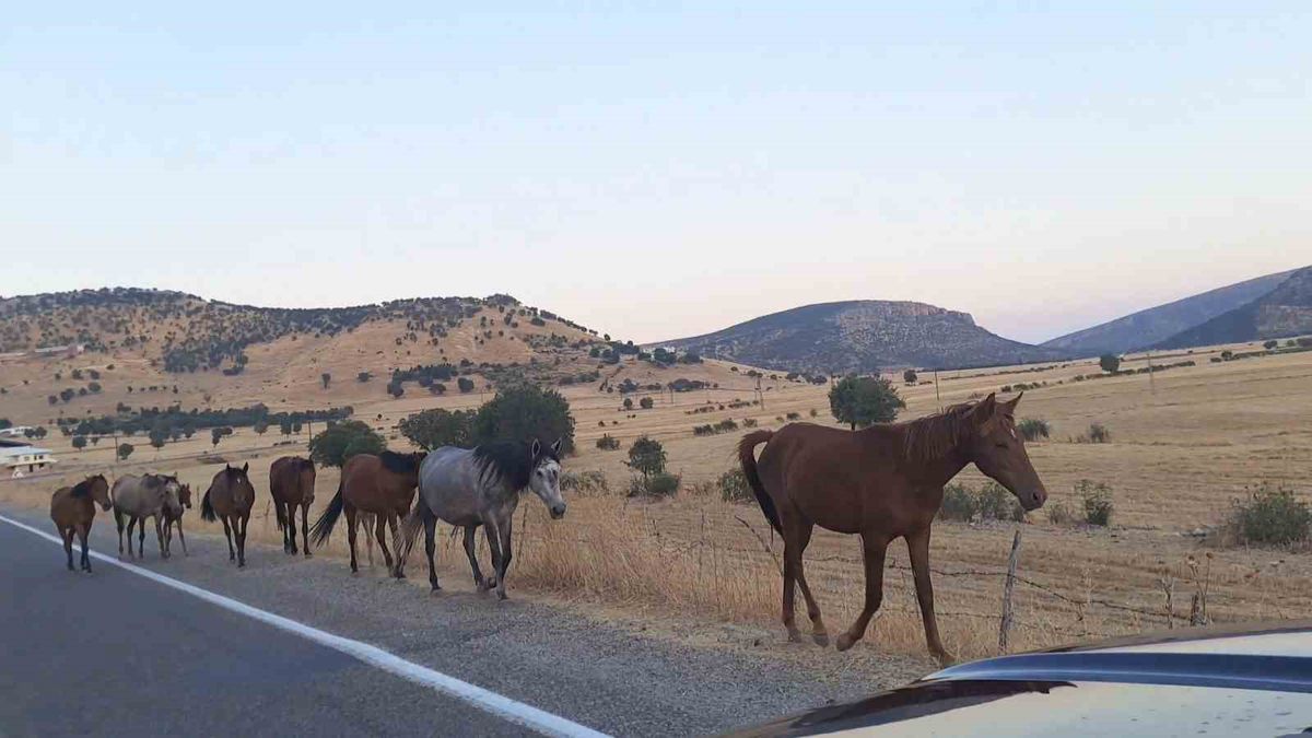 Silvan'da yaban atları trafiğe çıktı