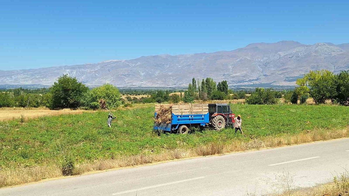 Erzincan'da fasulye hasadı başladı: Üretici maliyetlerden dertli