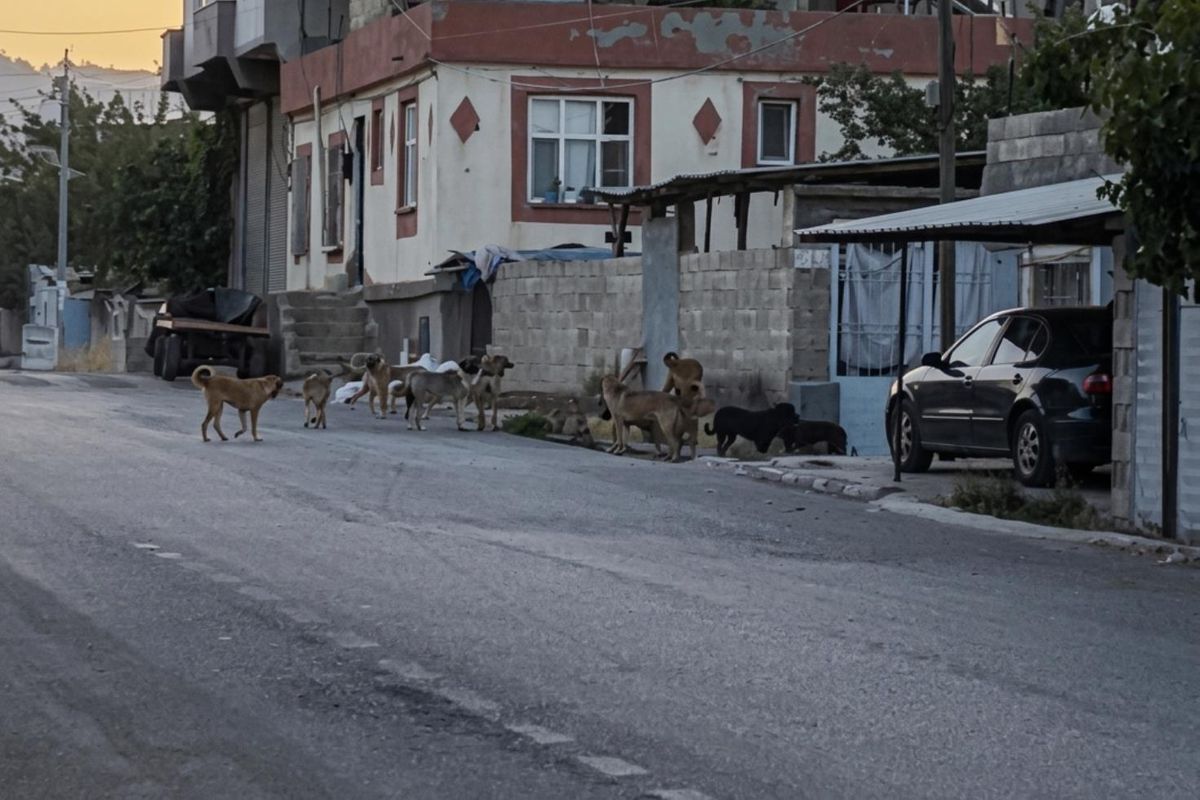 Gaziantep'te tedirgin eden görüntü: Başıboş sokak köpekleri adeta mahalleyi ele geçirdi