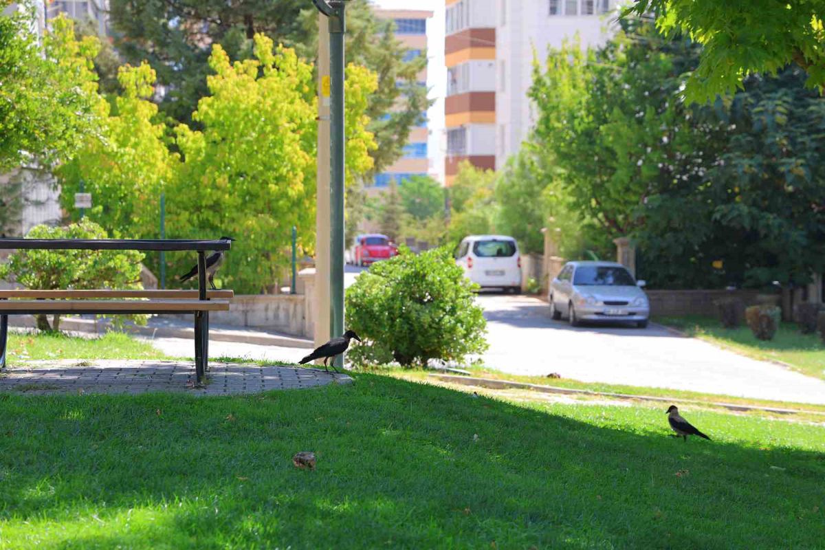 Kargalar Hürriyet Parkı'nı Mesken Tuttu