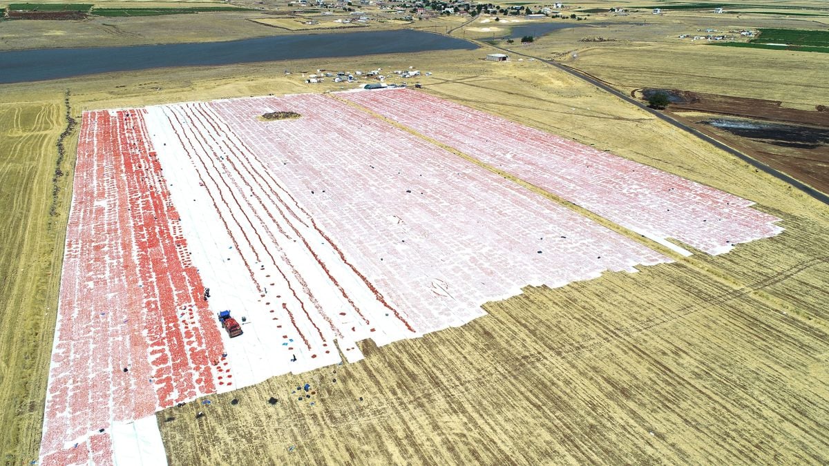 Karacadağ'ın Domatesleri Dünyaya İhraç Ediliyor