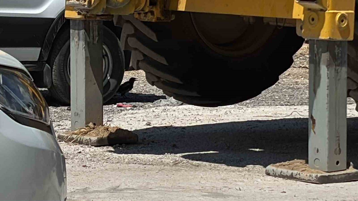 Tavşanlı'da Sıcaktan Bunalan Saksağan Minibüsün Altına Sığındı
