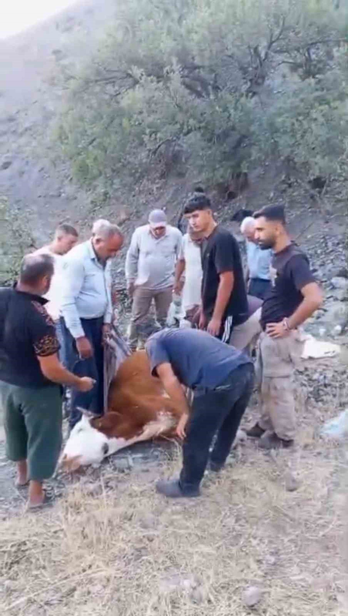 Siirt'te Mahsur Kalan Büyükbaş Hayvan Kurtarılamadı