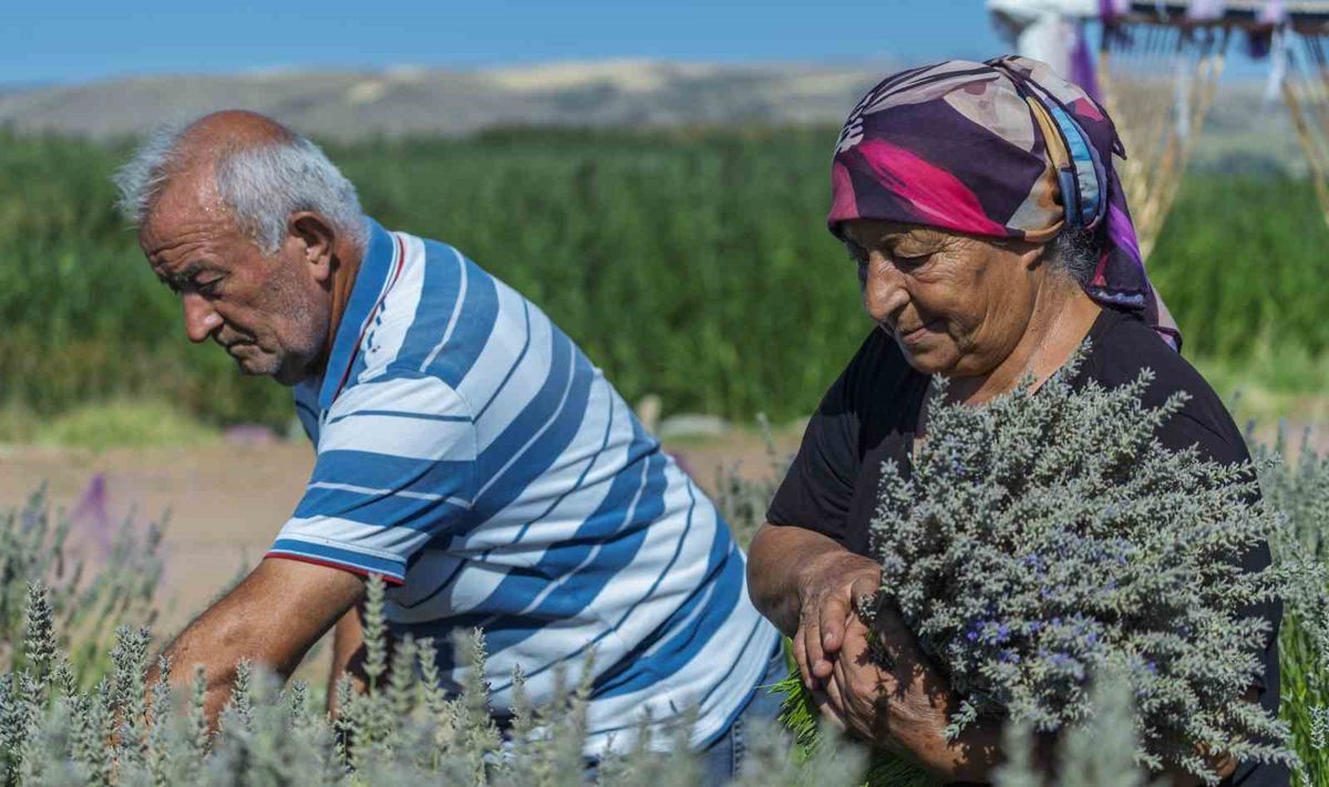 Lavanta üreticisi çift gözyaşlarıyla destek istiyor