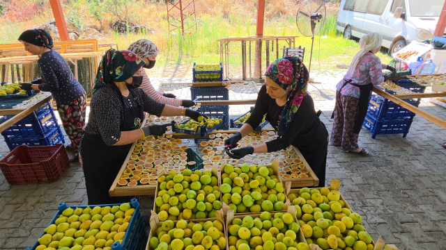 Aydın'dan dünyaya yayılan lezzet: İncir Cipsi 3 aydindan dunyaya yayilan lezze 20173329 4108 1 m