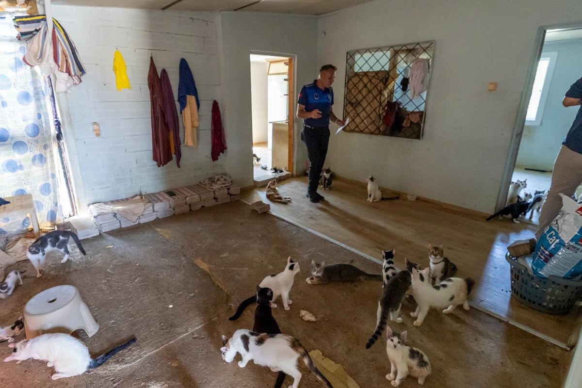 Mersin'de 'çöp ev' ihbarı: 100 kedi bulundu