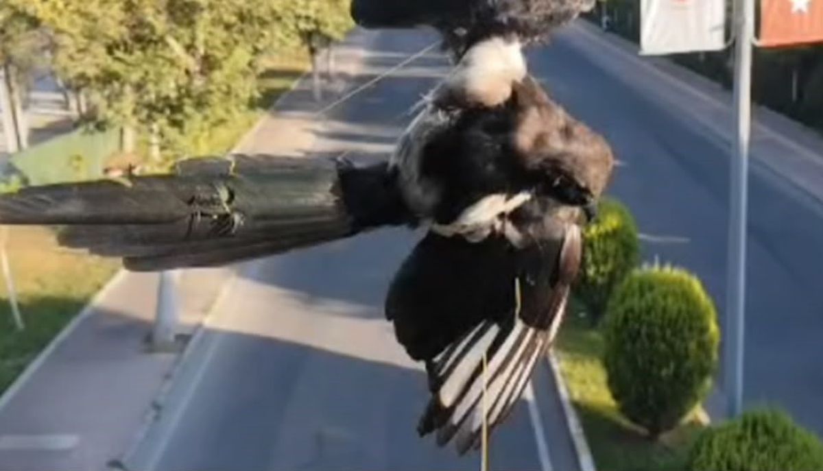 Batman'da Mahsur Kalan Kuş İtfaiye Tarafından Kurtarıldı