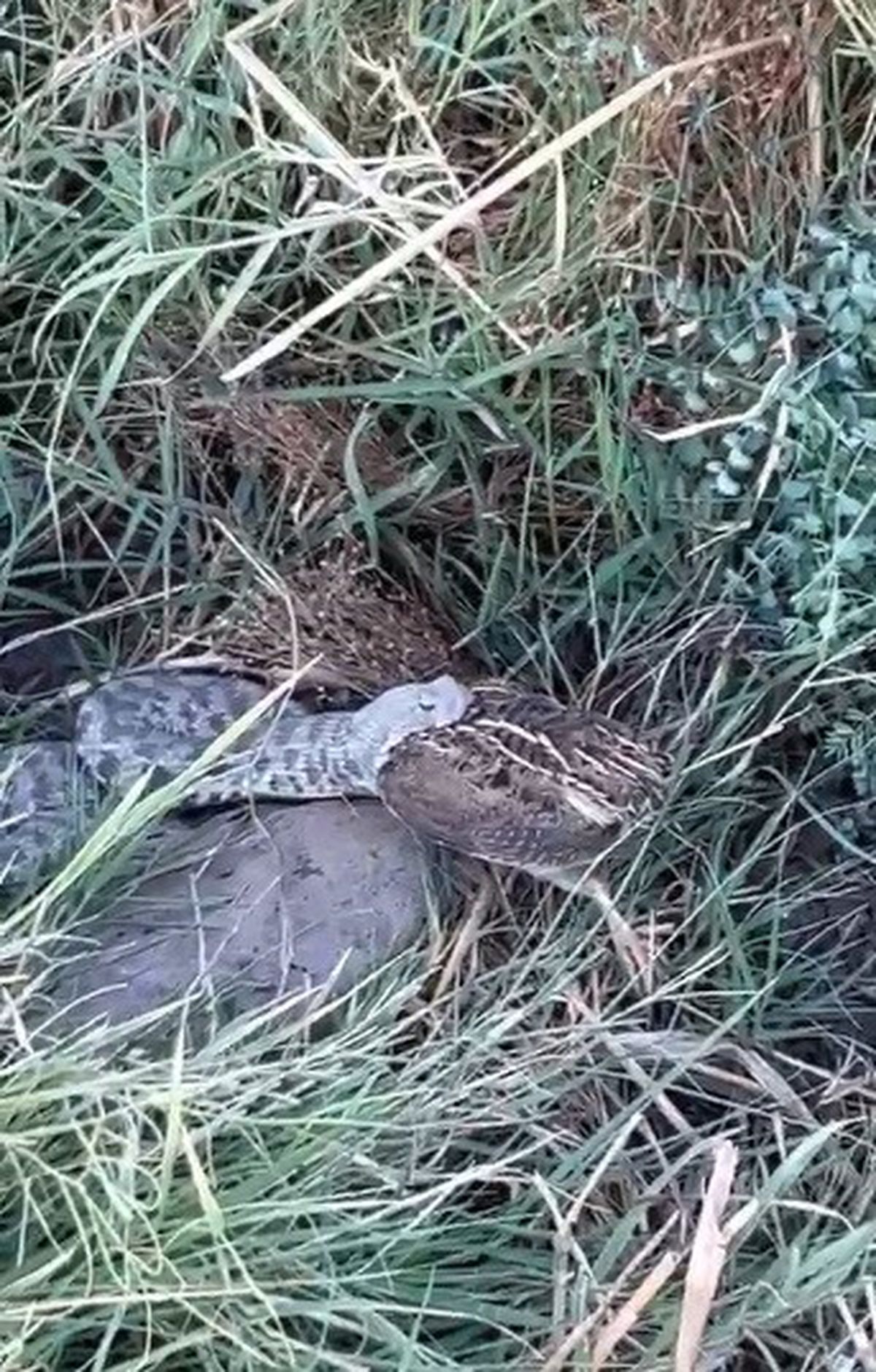 Bıldırcın Avında Engerek Yılanı Görüntülendi