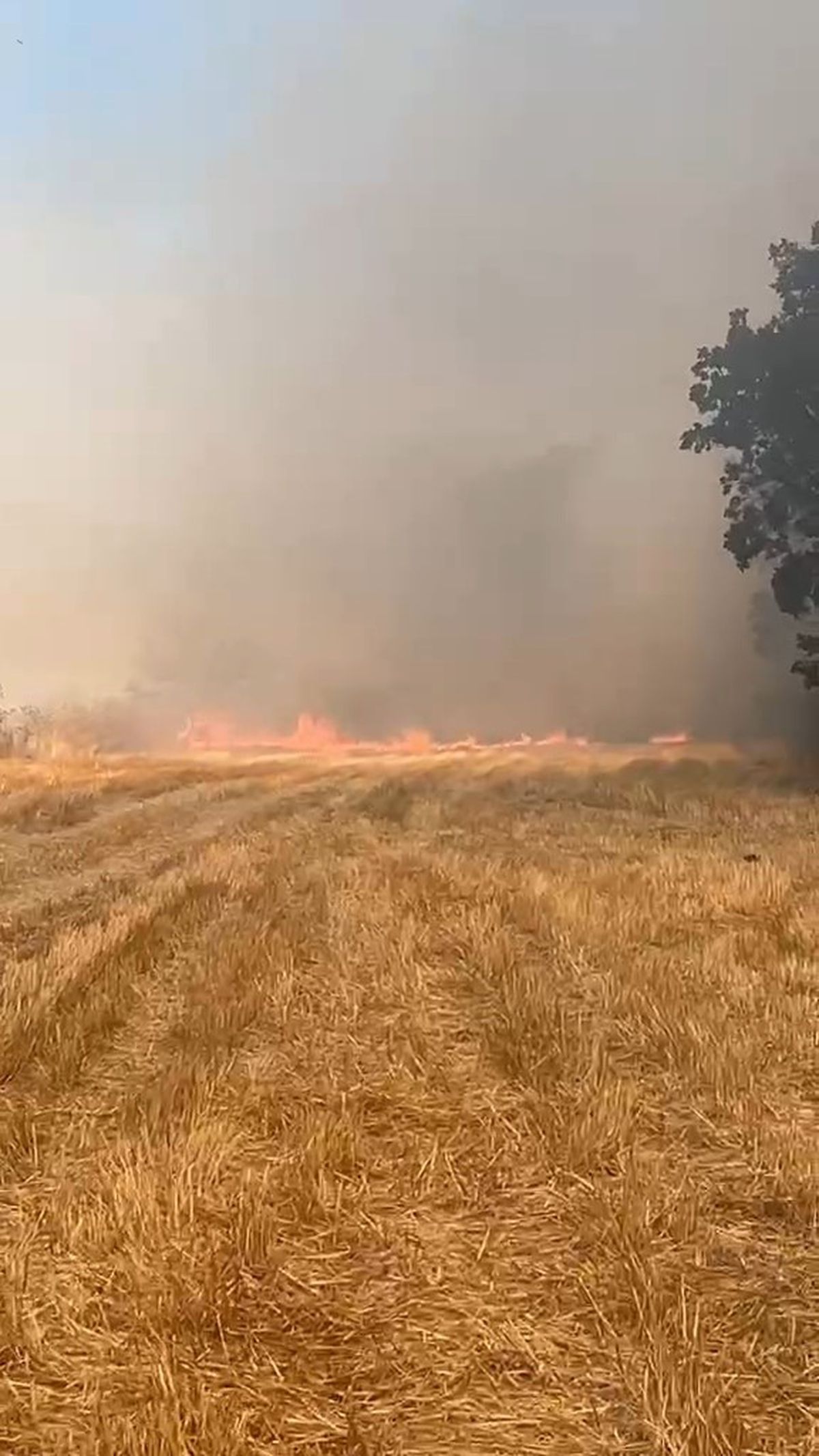 Eskipazar'da Anız Yangını Söndürüldü