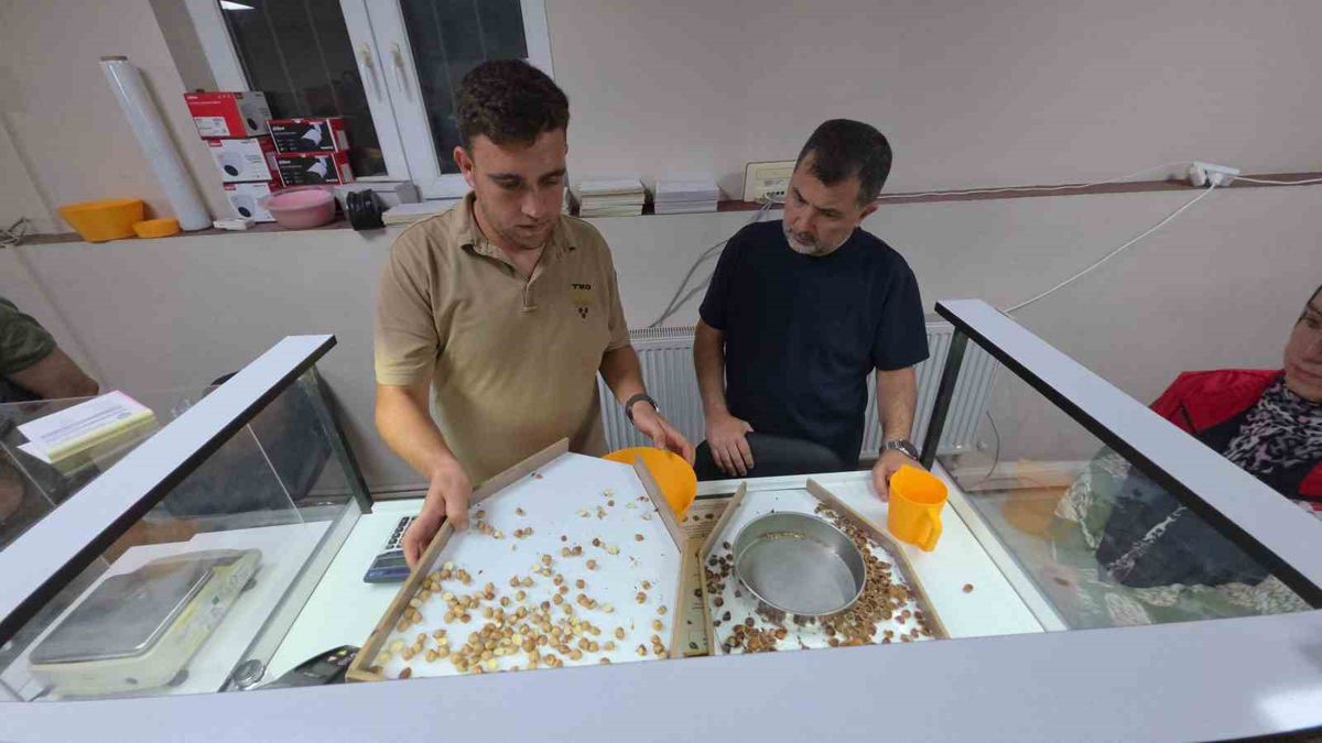 TMO Düzce'de Fındık Alımına Başladı: Kuyruklar Oluştu, Milletvekilleri İlk Gün Alımlarını İnceledi