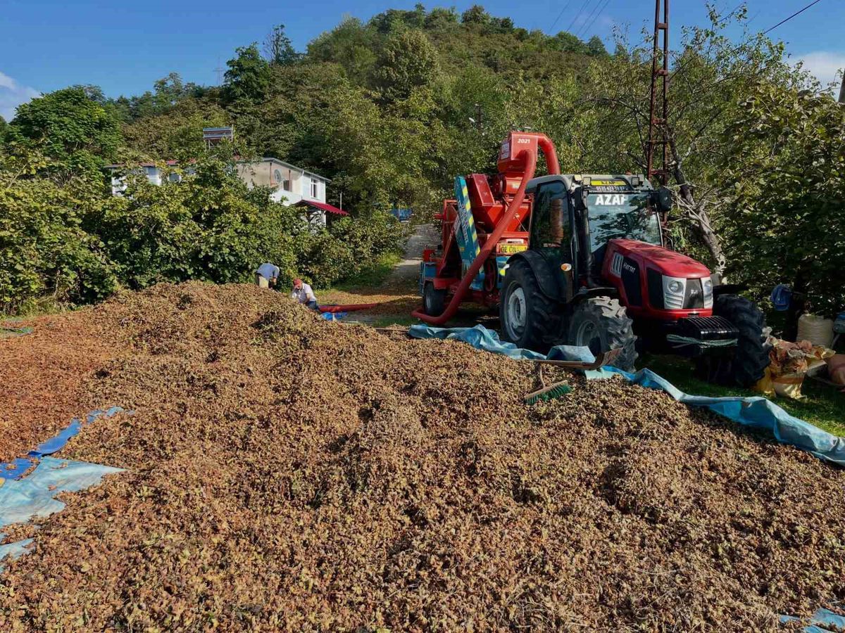 Fındıkta Hasat Sonrası Patoz Mesaisi Başladı