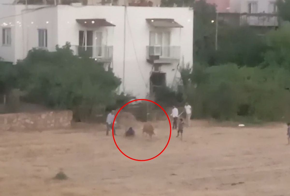 Gercüş'te Kaçan İnek Sahibini Yere Serdi: O Anlar Kamerada