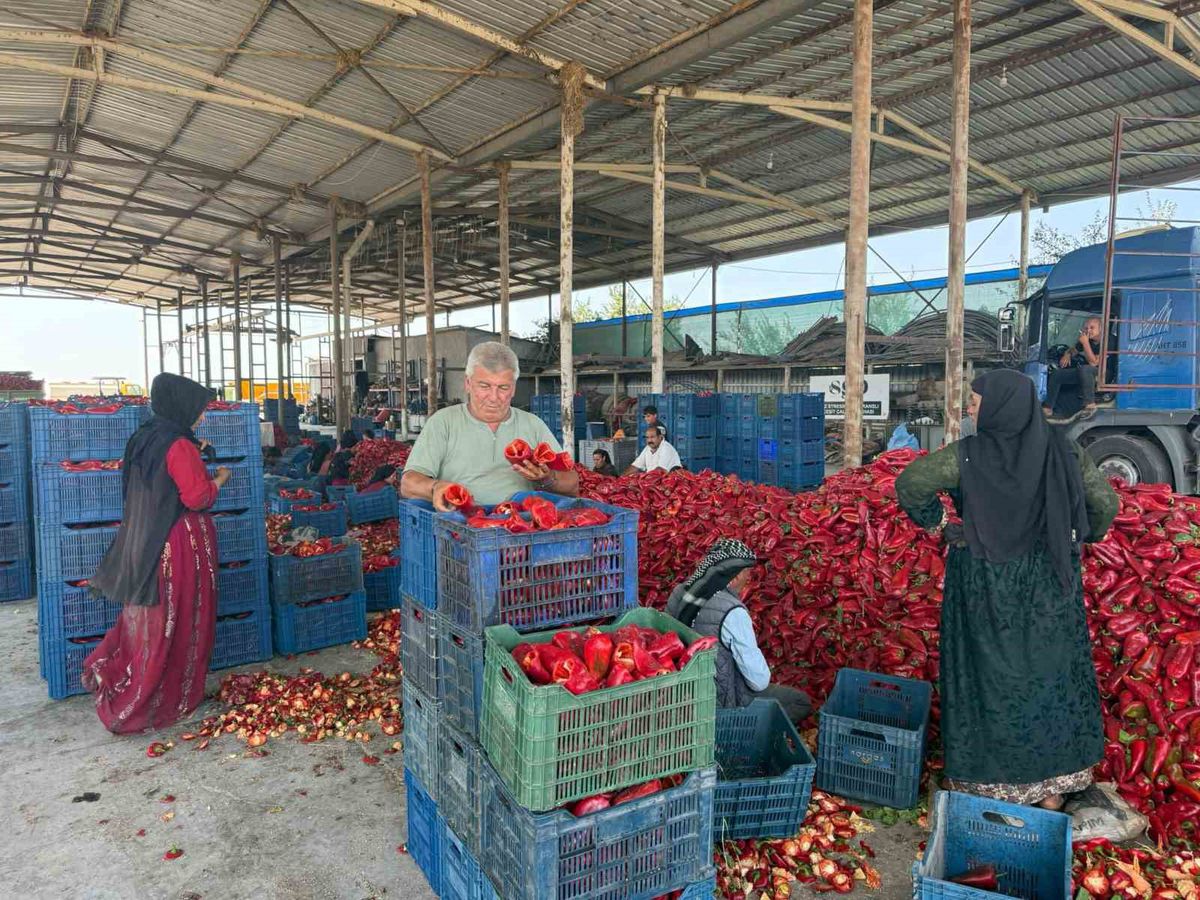 Kapya Biberde Fiyat Krizi: Üretici Zararda