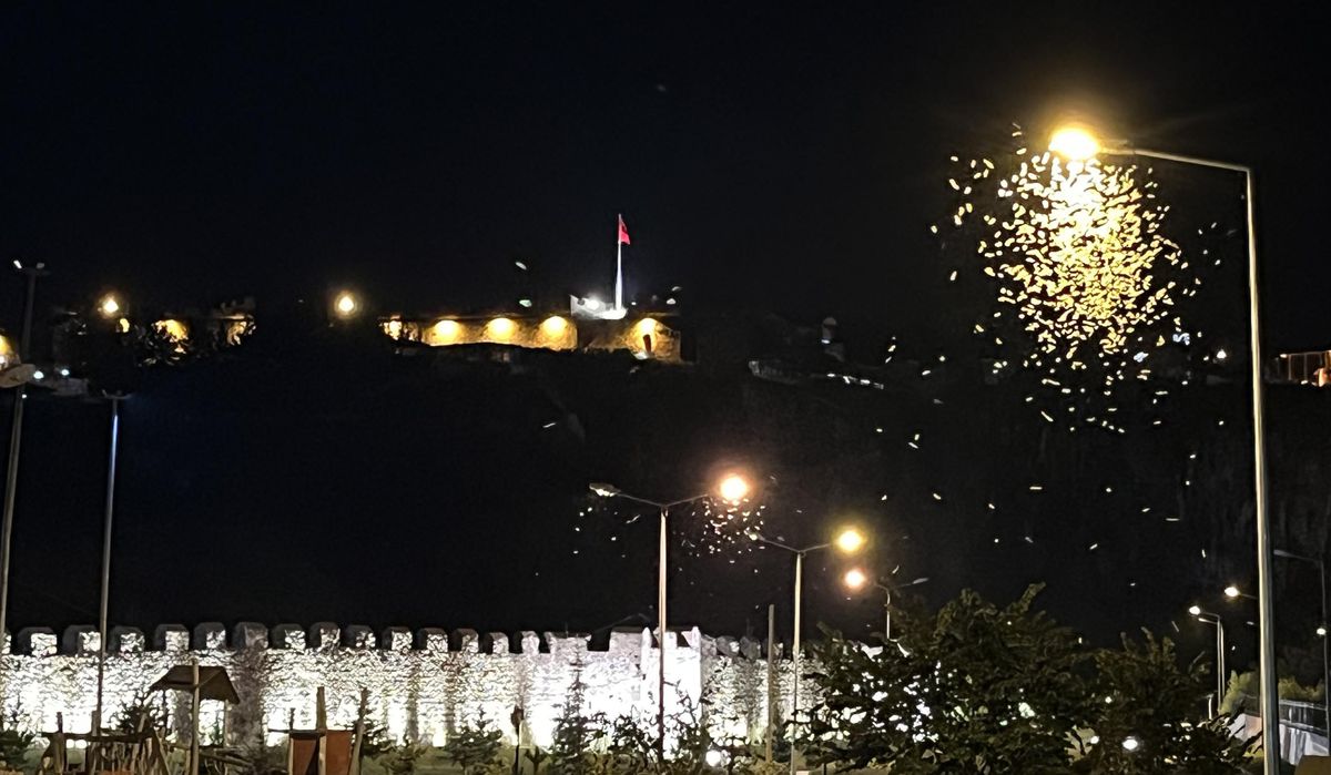 Ardahan'da Kelebeklerin Ölüm Dansı Görüntülendi