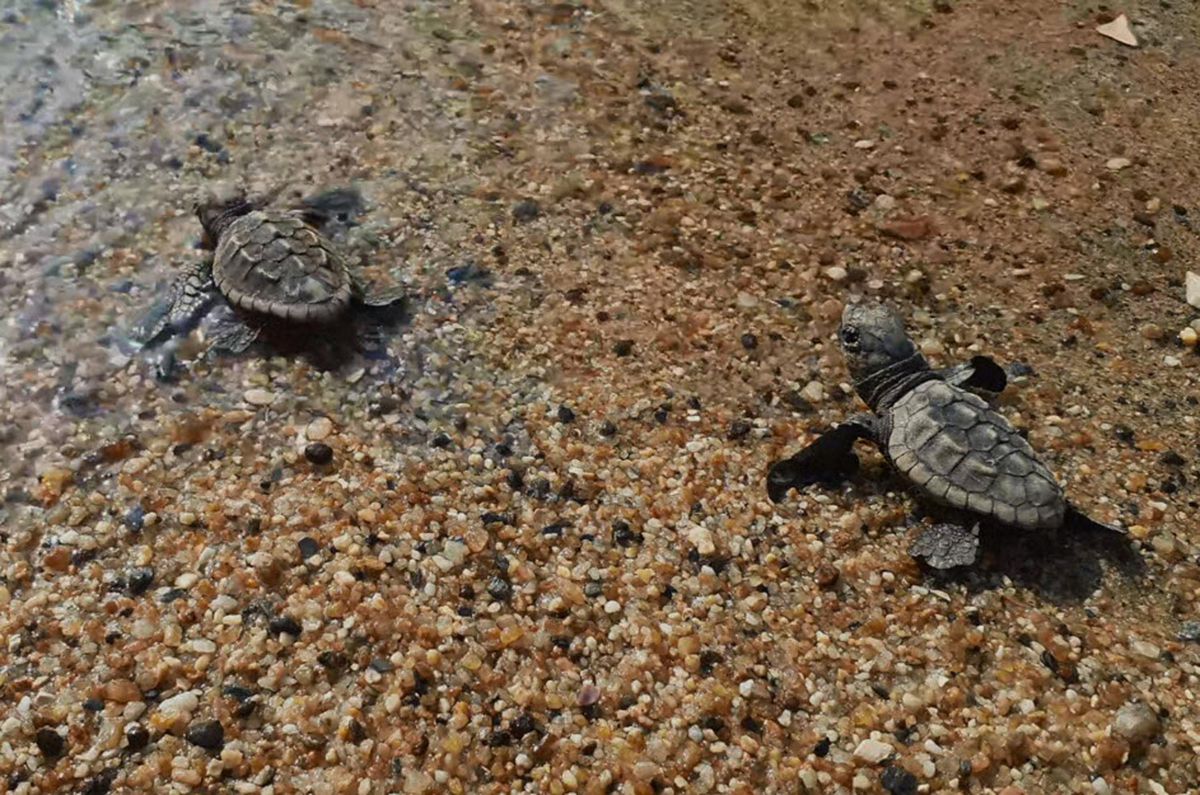Kuşadası'nda 60 caretta caretta yavrusu denizle buluştu