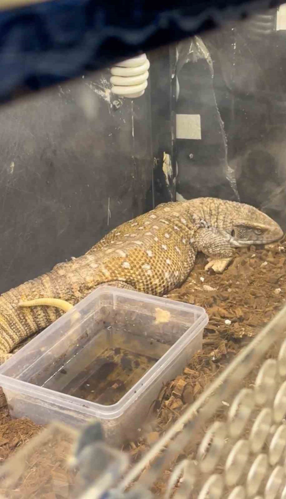 Soma'da 61 Egzotik Yaban Hayvanı Ele Geçirildi