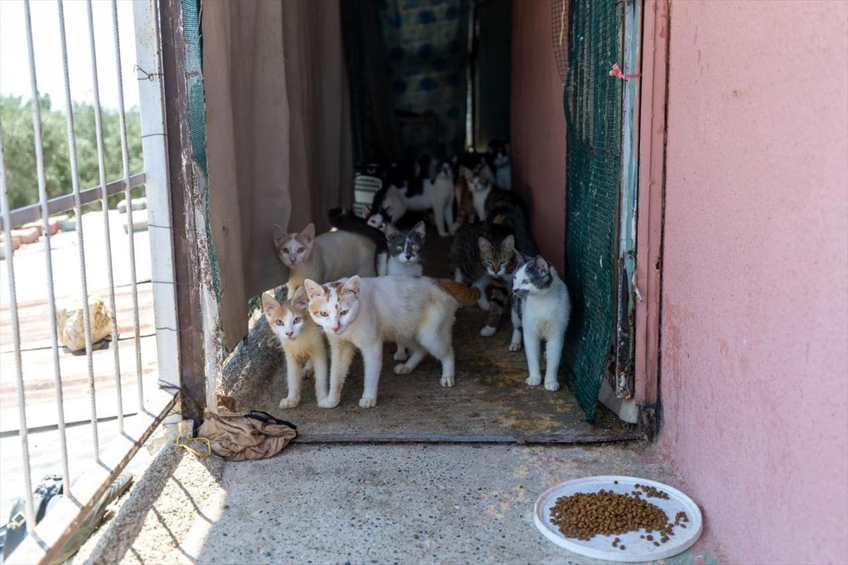 Mersin'de 100 Kedi Sağlıksız Evden Kurtarıldı