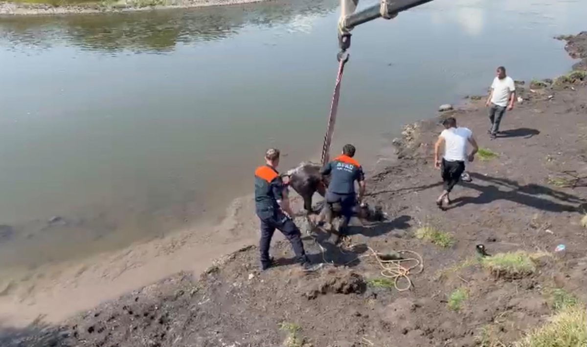Kura Nehri'nde balçığa saplanan at kurtarıldı
