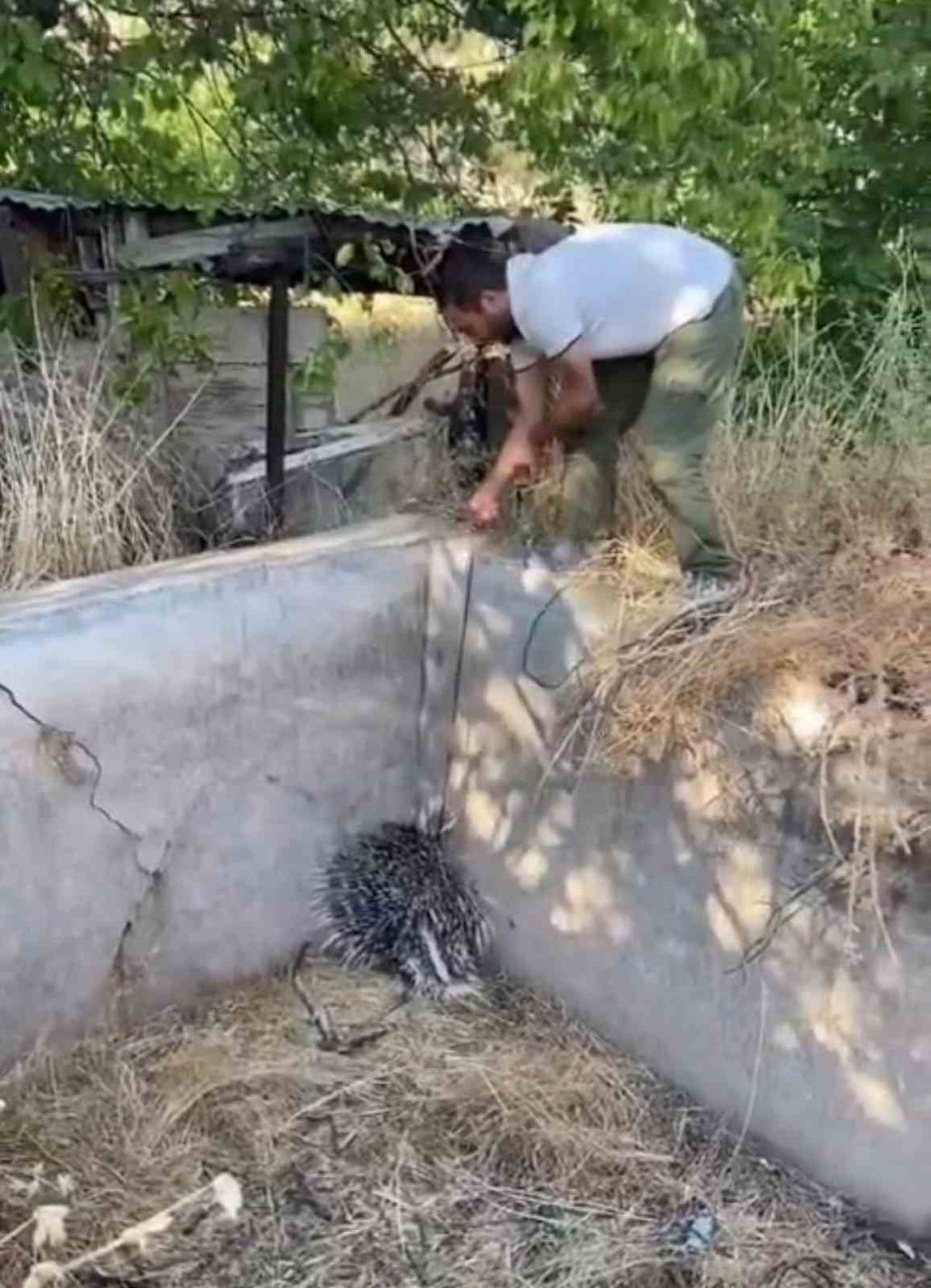 Nesli tehlikedeki oklu kirpi kurtarıldı