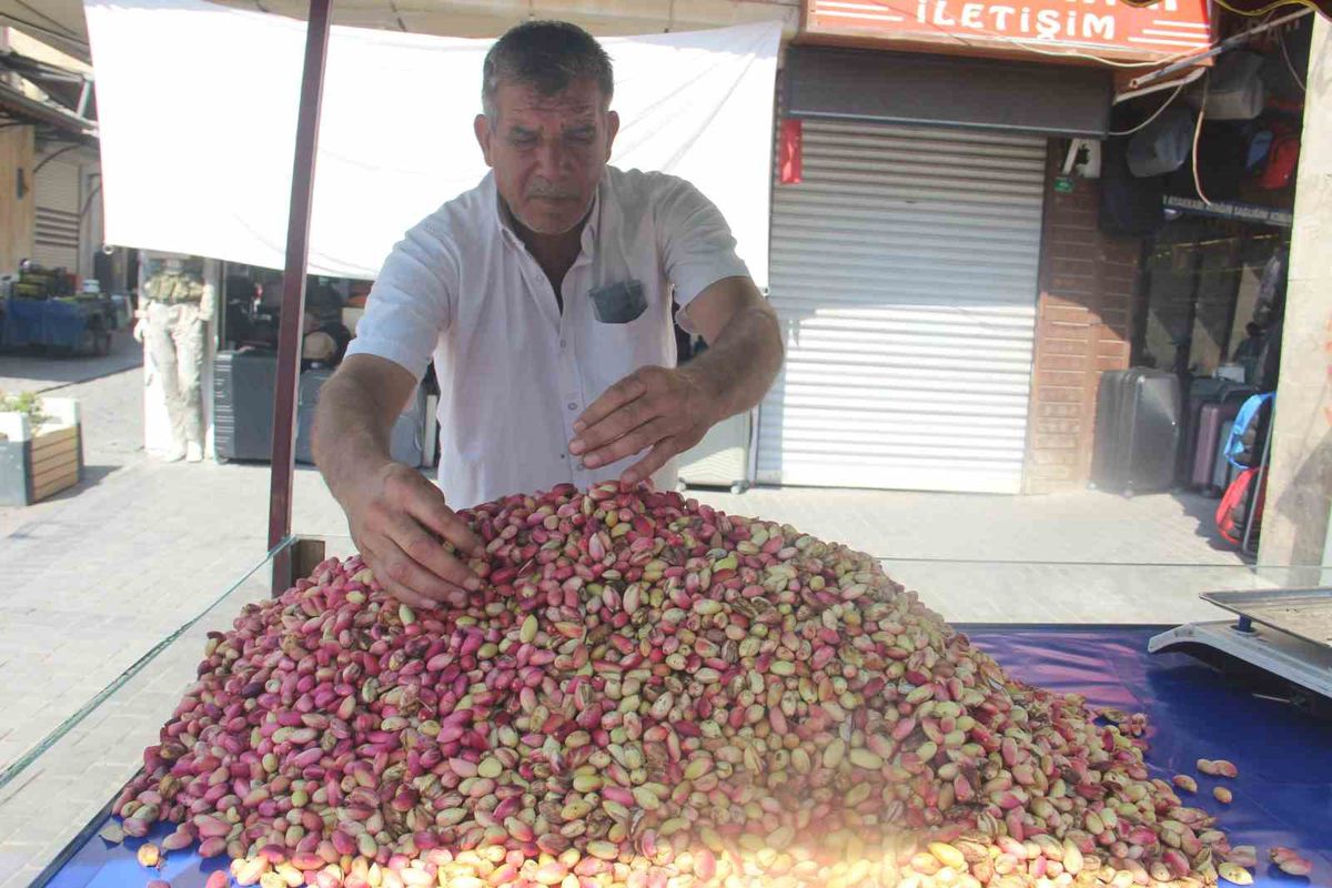 Şanlıurfa'da fıstık sezonu açıldı: Ketenköyneği 700 liradan tezgahlarda