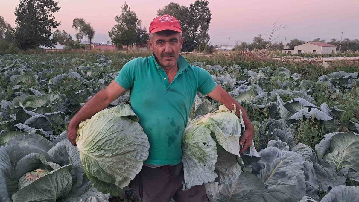 Söğütlü Lahanasında Hasat Dönemi Başladı: 500 Bin Ekim, Bereketli Sezon Beklentisi
