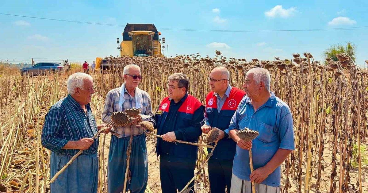 Tarsus'ta Ayçiçeğinde 4 Bin 485 Ton Rekolte Beklentisi
