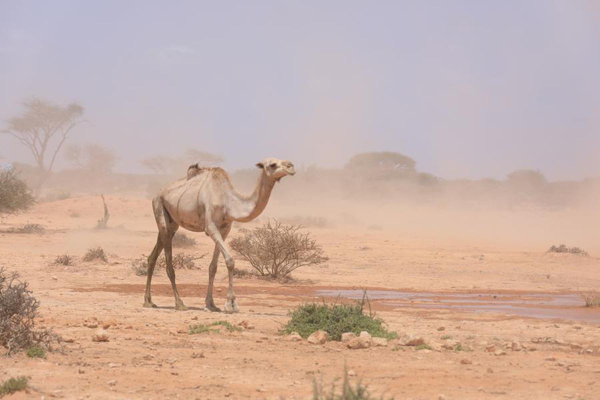 OCHA: Somali'de kuraklık ve azalan yardımlar geçim kaynaklarını vuruyor