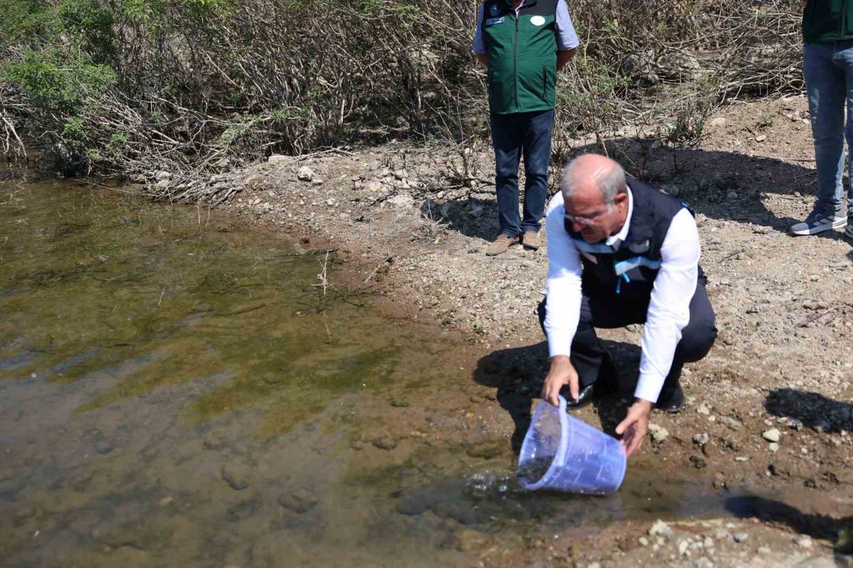 Çanakkale'de Atikhisar Barajı'na 348 Bin Sazan Yavrusu Bırakıldı
