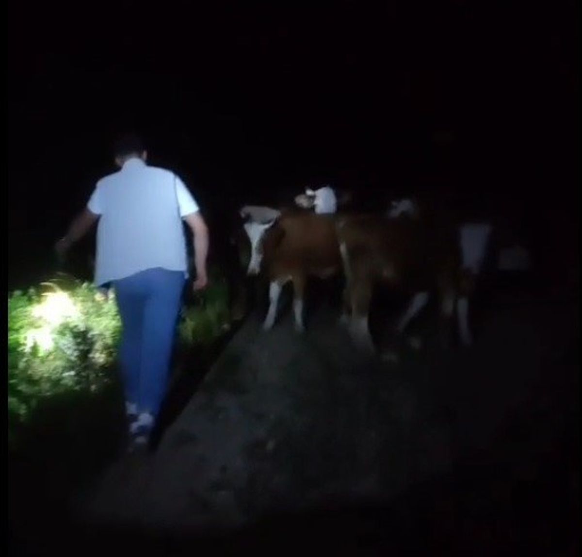 Bayburt'ta Kaybolan 13 İnek Gece Yarısı Dağlık Alanda Bulundu