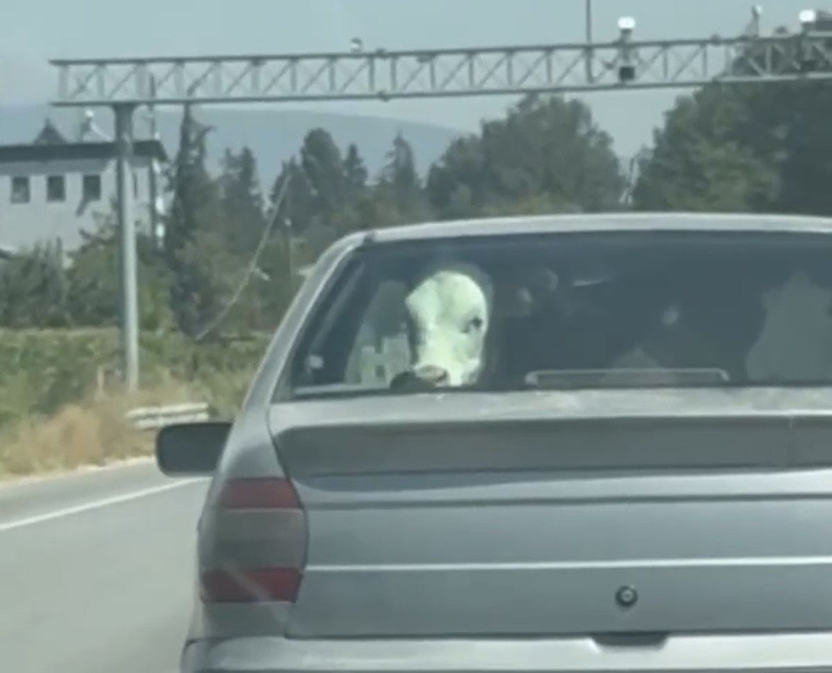 Bolu'da Otomobilde Buzağı Yolculuğu