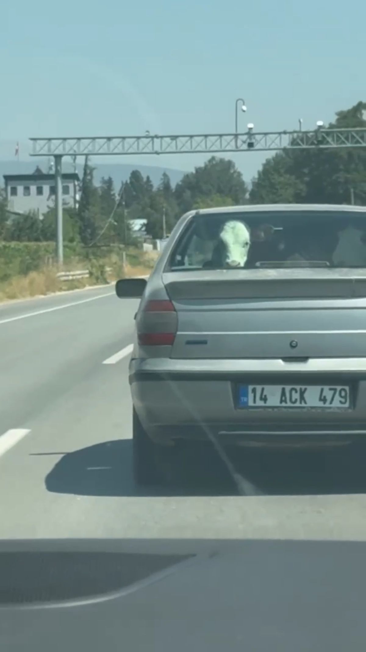 Bolu'da Otomobilin Arka Koltuğunda Buzağı Taşındı