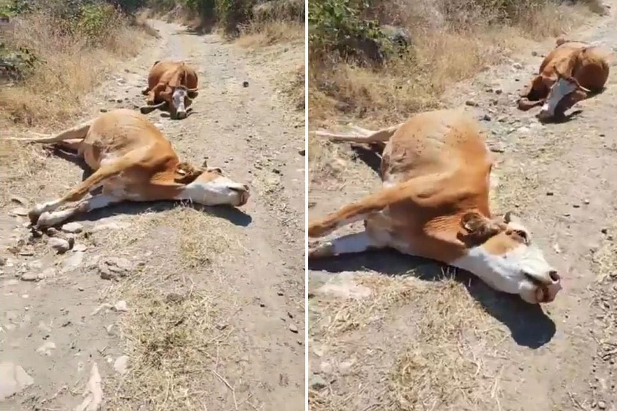 Emeği, gözlerinin önünde böyle yok oldu: Eli bıçak tutan herkes gelsin